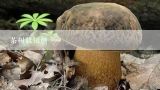 茶树菇知识,茶树菇出菌期管理很重要，茶树菇出菌期如何管理？