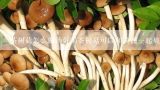 茶树菇怎么做汤好喝茶树菇可以和黄芪一起炖汤,金针菇油菜猪心汤的热量是多少？
