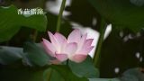  香菇猪蹄 