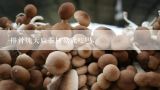 排骨炖天麻茶树菇能吃吗,#美食#如何做茶树菇炖排骨呢？