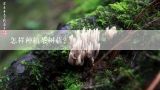 怎样种植茶树菇？茶树菇栽培技术