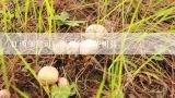 江西哪里可以学到种植茶树菇,江西黎川可以学茶树菇种植吗？