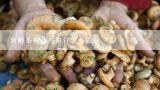 新鲜茶树菇炖排骨怎么做？茶树菇炖鸡汤的做法，茶树菇炖鸡汤怎么做好吃？