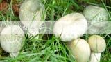 蘑菇的做法大全,蘑菇的做法有哪些？