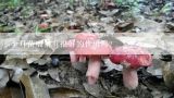 金耳菌喂猪有很好的作用吗?江西省有几个金耳菌种植基地
