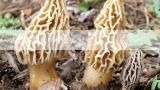 古代茶树菇叫什么？茶树菇和什么一起吃会食物中毒