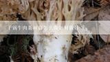 干锅牛肉茶树菇怎么做如何做好,茶树菇牛肉丸做法？