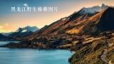 黑龙江野生榛蘑图片