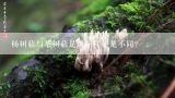 杨树菇与茶树菇是否一样还是不同？茶树菇杏鲍菇海鲜菇区别？