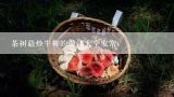 茶树菇炒牛柳的做法大全家常,茶树菇炒牛柳的做法有哪些？