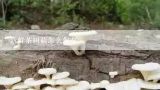新鲜茶树菇怎么保存,新鲜茶树菇和虫草花怎么保存