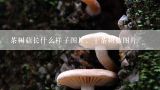 茶树菇长什么样子图片，干茶树菇图片,茶树菇种植很广泛，什么样的自然环境适合茶树菇生长