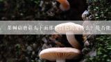 茶树菇磨菇头下面那层白色的是什么？是否能吃？鹿茸菇和茶树菇的区别是什么?