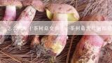 怎么判断干茶树菇变质了，茶树菇洗几遍都是黄水,怎样判断茶树菇是否发霉