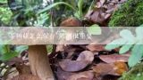 茶树菇怎么保存 防潮很重要,茶树菇放久了还能吃吗