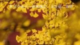  秋日小食——麻辣藕片，金针菇，海带 