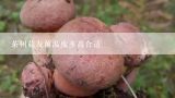 茶树菇发菌温度多高合适,干茶树菇泡发隔一天吃可以吗