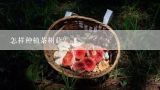 茶树菇的营养价值高，如何栽培茶树菇？怎样种植茶树菇？