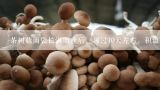 茶树菇菌袋长满菌丝后，再过10天左右，积温度在1600,茶树菇的热量是多少？