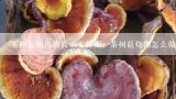 茶树菇烧肉的做法步骤图，茶树菇烧肉怎么做？干锅茶树菇的正宗做法及图片