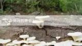什么样的蘑菇适合煮汤,哪些菌类可以一起炖鸡或者排骨？