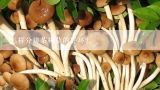 怎样分辨茶树菇的好坏？怎么鉴别茶树菇的质量？