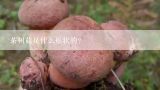 茶树菇是什么形状的?茶树菇知识