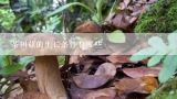 茶树菇的生长条件有哪些？茶树菇最佳培植木材有哪些？