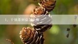 干锅茶树菇怎么做,干锅茶树菇的正宗做法