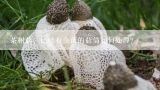 茶树菇，已经有杂菌的菇筒如何处理？茶树菇的病怎么预防与治疗