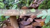 砂锅茶树菇怎么做,茶树菇的做法大全