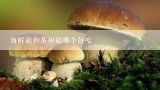 海鲜菇和茶树菇哪个好吃,怎么辨别茶树菇和海鲜菇