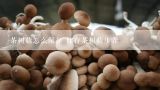 茶树菇怎么保存 储存茶树菇步骤,买的新鲜茶树菇怎么保存 买的新鲜茶树菇如何保存