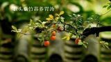  猴头菇竹荪养胃汤 