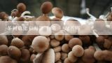 茶树菇能和海带 白菜 一起煮吗,茶树菇，海带和排骨可以一起炖吗？
