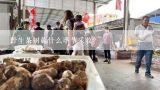 野生茶树菇什么季节采收？谁要出售江西省抚州的(茶树菇)