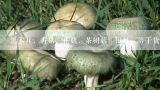 银耳茶树菇,茶树菇和香菇哪个营养价值比较高