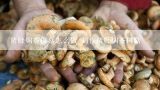 猪肚焖茶树菇怎么做 制作猪肚焖茶树菇,茶树菇猪肚鸡汤怎么做