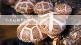 小茶菇和茶树菇有区别吗,种植茶树菇一万袋成本