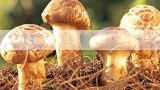 茶树菇怎么种植,茶树菇种植前景和利润怎样？