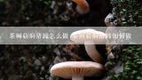 茶树菇焖猪蹄怎么做 茶树菇焖猪蹄如何做,茶树菇炖猪蹄怎么做好吃