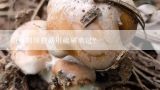 如何判别蘑菇用硫磺熏过?茶树菇怎么辨别有没有熏过硫磺