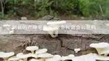 茶树菇的产地是哪里 吃茶树菇会长胖吗,福建三明有什么土特产