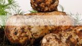 什么菌菇炖鸡汤最有营养,哪些野生菌适宜炖鸡汤？