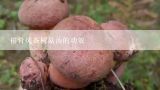 排骨炖茶树菇汤的功效,茶树菇炖排骨汤怎么做