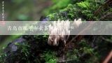 青岛市哪里有卖茶树菇的？？一斤新鲜茶树菇能产多少干品茶树菇？