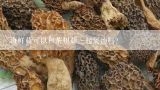 海鲜菇可以和茶树菇一起煲汤吗？鹿茸菇和茶树菇的区别是什么?