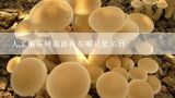 人工菌茶树菇菌种在哪儿能买到?哪里可以买到茶树菇菌种?