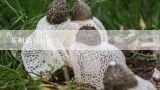 茶树菇是什么？请问这是什么蘑菇呢？
