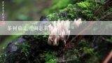 茶树菇走完菌怎样出菇,茶树菇菌丝长满带要好久才能出菇